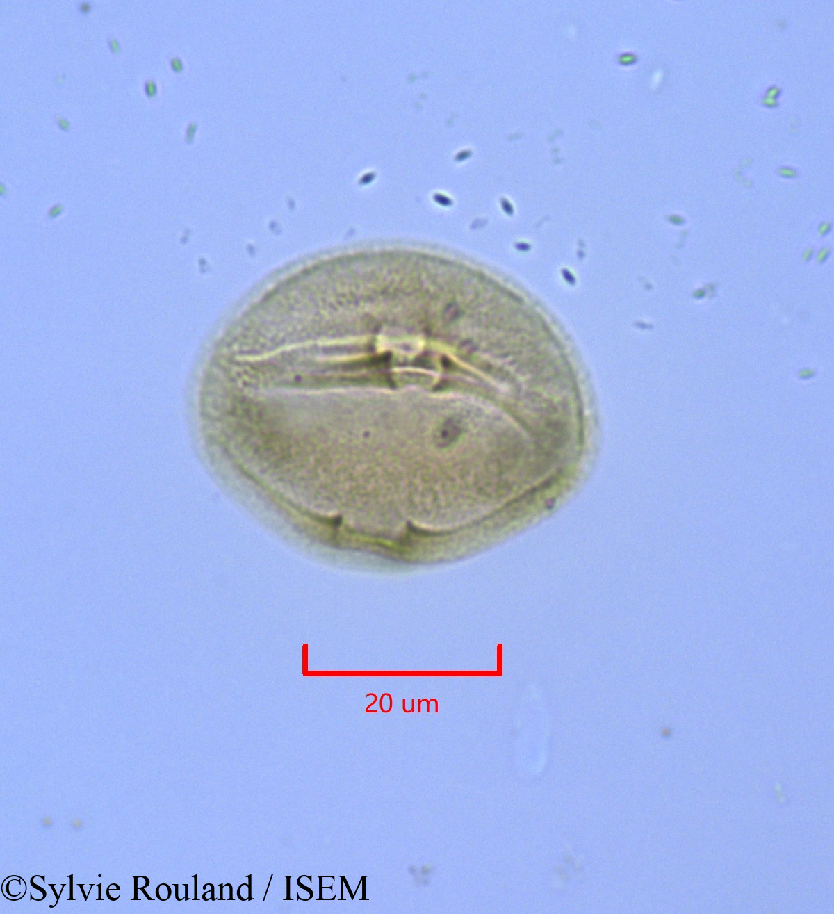 Sylvie.Rouland/Hudsonia_ericoides_1715/Hudsonia_ericoides_1715_0006(copy).jpg