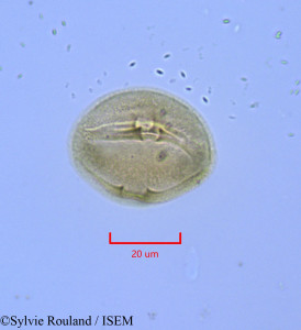 Hudsonia ericoides - lame n° 1715