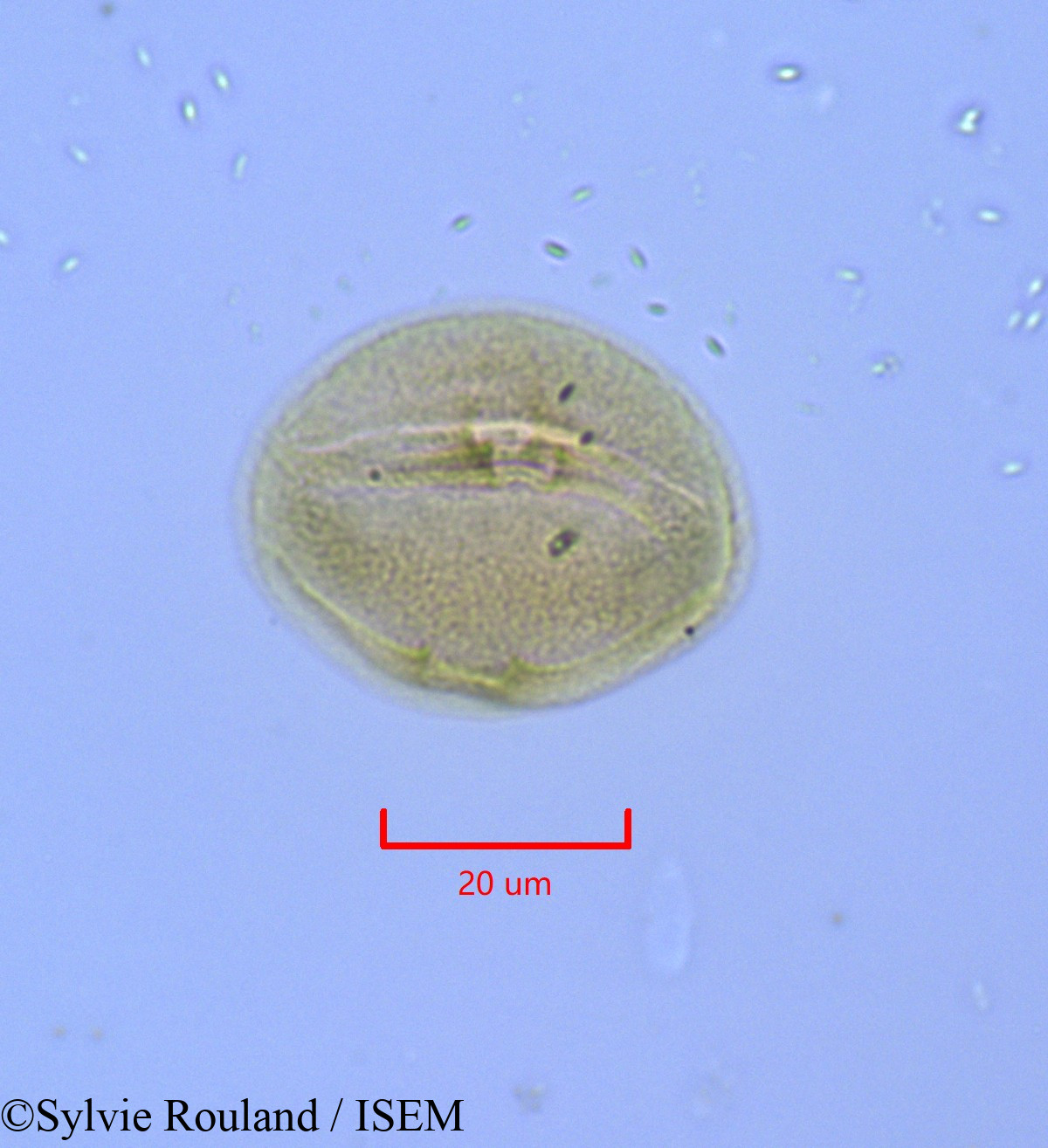 Sylvie.Rouland/Hudsonia_ericoides_1715/Hudsonia_ericoides_1715_0007(copy).jpg