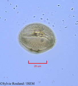 Hudsonia ericoides - lame n° 1715