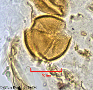Hugonia longipes - lame n° 1121