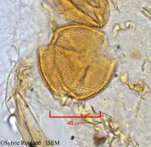 Hugonia longipes - lame n° 1121