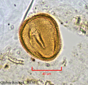 Hugonia longipes - lame n° 1121