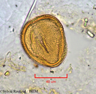 Hugonia longipes - lame n° 1121