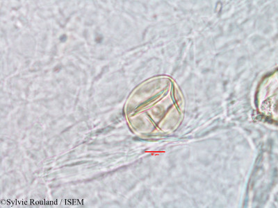 Sylvie.Rouland/Humbertochloa_bambusiuscula_2964/Humbertochloa_bambusiuscula_2964_0001(copy)_thumb.jpg