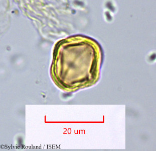 Sylvie.Rouland/Hydrocotyle_hirta_1587/Hydrocotyle_hirta_1587_0001(copy)_thumb.jpg
