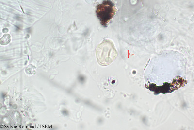 Sylvie.Rouland/Hydrocotyle_vulgaris_5902/Hydrocotyle_vulgaris_5902_0001(copy)_thumb.jpg