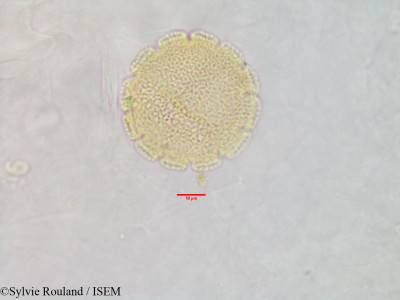 Sylvie.Rouland/Hydrophylax_madagascariensis_2882/Hydrophylax_madagascariensis_2882_0001(copy)_thumb.jpg