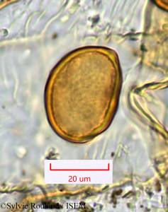 Sylvie.Rouland/Hydrosme_hildebrandtii_1115/Hydrosme_hildebrandtii_1115_0001(copy)_thumb.jpg