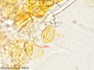 Sylvie.Rouland/Hydrotriche_hottoniaeflora_2996/Hydrotriche_hottoniaeflora_2996_0001(copy)_thumb.jpg