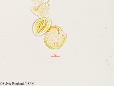 Sylvie.Rouland/Hydrotriche_hottoniaeflora_2997/Hydrotriche_hottoniaeflora_2997_0001(copy)_thumb.jpg