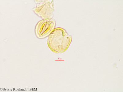 Hydrotriche hottoniaeflora var. terrestris - lame n° 2997