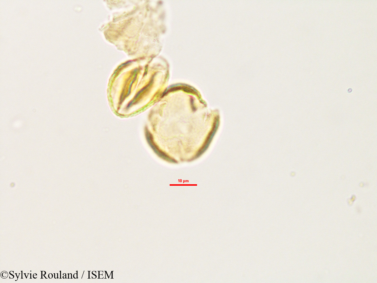 Sylvie.Rouland/Hydrotriche_hottoniaeflora_2997/Hydrotriche_hottoniaeflora_2997_0003(copy).jpg