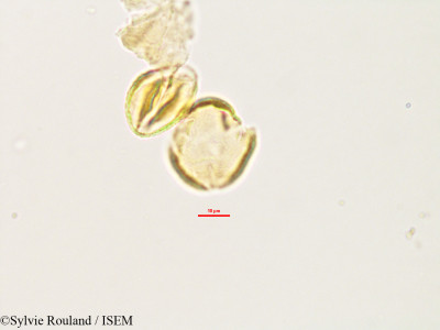Hydrotriche hottoniaeflora var. terrestris - lame n° 2997