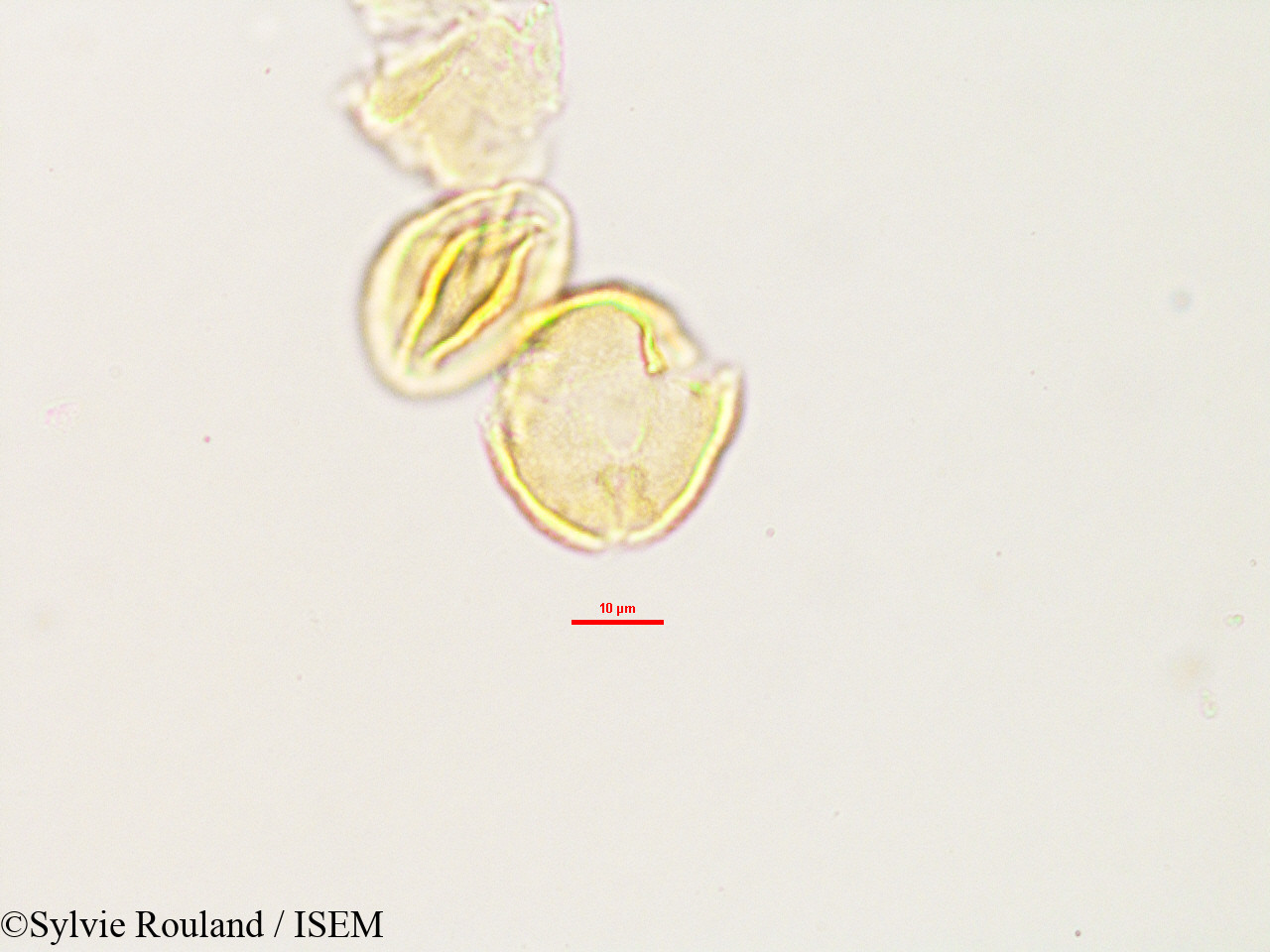 Sylvie.Rouland/Hydrotriche_hottoniaeflora_2997/Hydrotriche_hottoniaeflora_2997_0004(copy).jpg