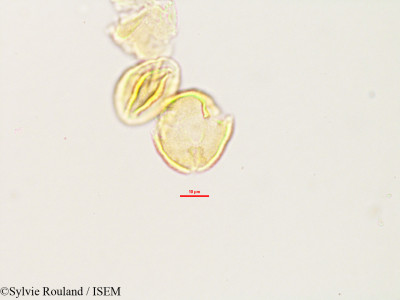 Hydrotriche hottoniaeflora var. terrestris - lame n° 2997