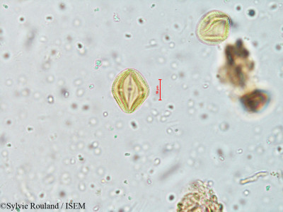 Sylvie.Rouland/Hymenodictyon_excelsum_4023/Hymenodictyon_excelsum_4023_0001(copy)_thumb.jpg