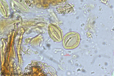 Sylvie.Rouland/Hymenodictyon_obovatum_5530/Hymenodictyon_obovatum_5530_0001(copy)_thumb.jpg