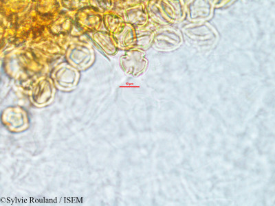 Sylvie.Rouland/Hymenodictyon_occidentale_2860/Hymenodictyon_occidentale_2860_0001(copy)_thumb.jpg