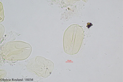 Sylvie.Rouland/Hyophorbe_amaricaulis_320/Hyophorbe_amaricaulis_320_0001(copy)_thumb.jpg