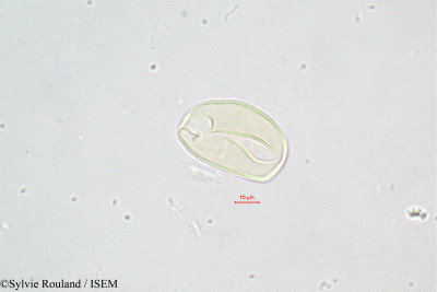 Sylvie.Rouland/Hyophorbe_verschaffeltii_321/Hyophorbe_verschaffeltii_321_0001(copy)_thumb.jpg