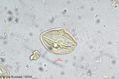 Sylvie.Rouland/Hyoscyamus_niger_5622/Hyoscyamus_niger_5622_0001(copy)_thumb.jpg