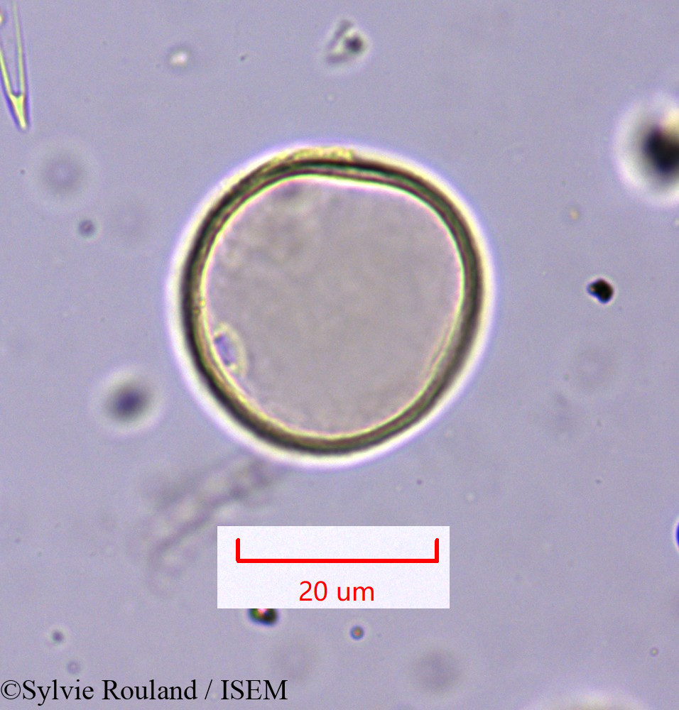 Sylvie.Rouland/Hyparrhenia_hirta_1647/Hyparrhenia_hirta_1647_0001(copy).jpg