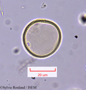 Sylvie.Rouland/Hyparrhenia_hirta_1647/Hyparrhenia_hirta_1647_0001(copy)_thumb.jpg