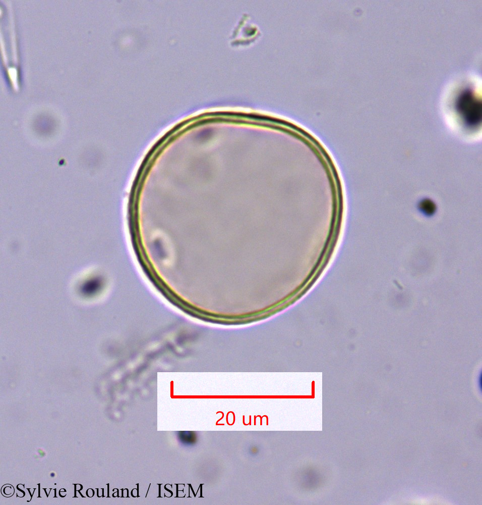 Sylvie.Rouland/Hyparrhenia_hirta_1647/Hyparrhenia_hirta_1647_0002(copy).jpg