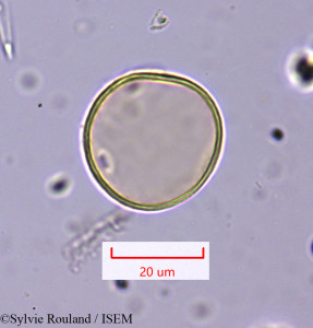 Hyparrhenia hirta - lame n° 1647