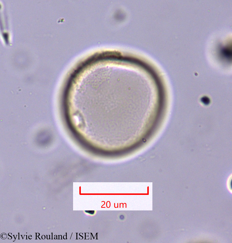 Sylvie.Rouland/Hyparrhenia_hirta_1647/Hyparrhenia_hirta_1647_0003(copy).jpg