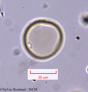 Hyparrhenia hirta - lame n° 1647