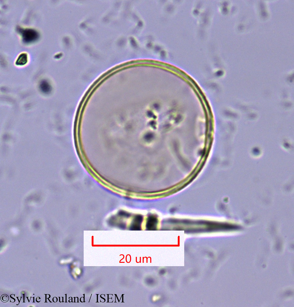 Sylvie.Rouland/Hyparrhenia_hirta_1647/Hyparrhenia_hirta_1647_0004(copy).jpg