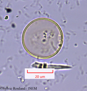 Hyparrhenia hirta - lame n° 1647