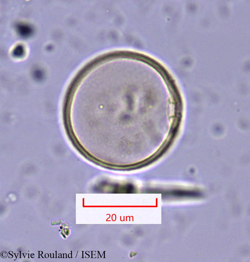 Sylvie.Rouland/Hyparrhenia_hirta_1647/Hyparrhenia_hirta_1647_0005(copy).jpg
