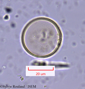 Hyparrhenia hirta - lame n° 1647