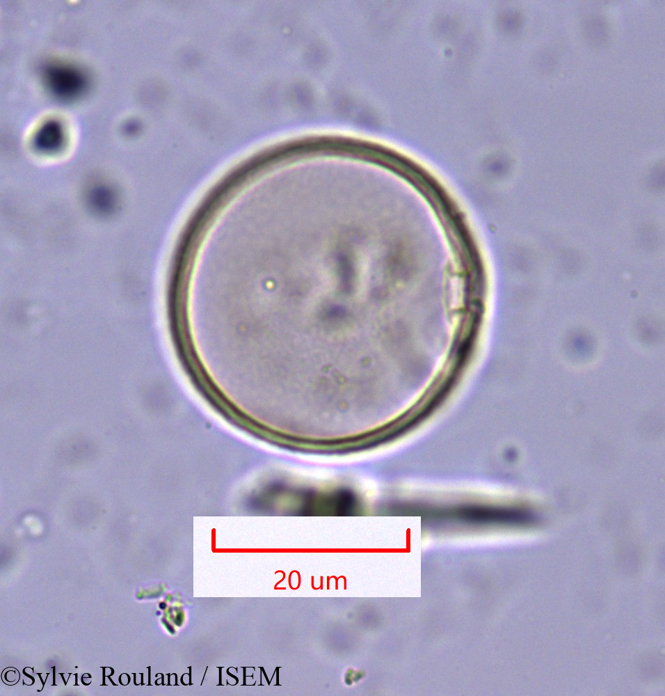 Sylvie.Rouland/Hyparrhenia_hirta_1647/Hyparrhenia_hirta_1647_0006(copy).jpg
