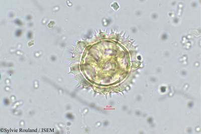 Sylvie.Rouland/Hypochaeris_glabra_5667/Hypochaeris_glabra_5667_0001(copy)_thumb.jpg