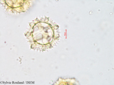 Sylvie.Rouland/Hypochaeris_radicata_4206/Hypochaeris_radicata_4206_0001(copy)_thumb.jpg