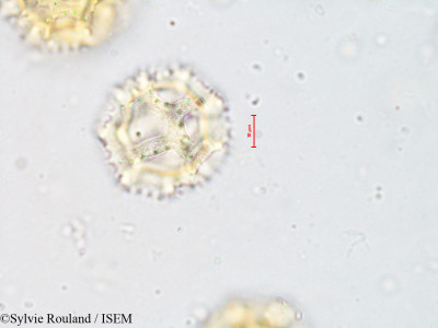 Hypochaeris radicata - lame n° 4206