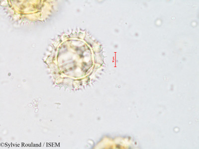 Hypochaeris radicata - lame n° 4206