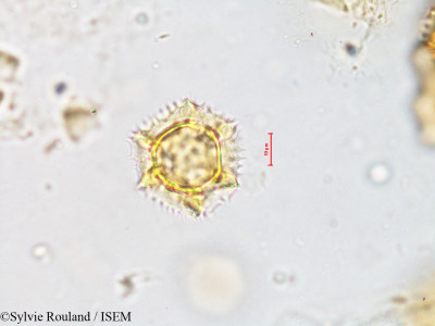 Hypochaeris radicata - lame n° 4206