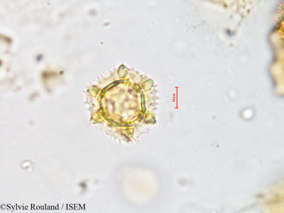 Hypochaeris radicata - lame n° 4206