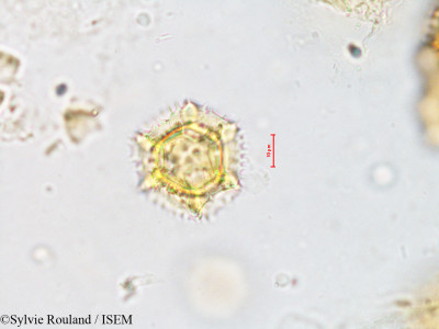 Hypochaeris radicata - lame n° 4206