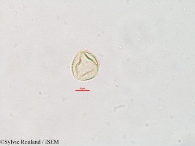 Sylvie.Rouland/Hypolytrum_mauritianum_2628/Hypolytrum_mauritianum_2628_0001(copy)_thumb.jpg