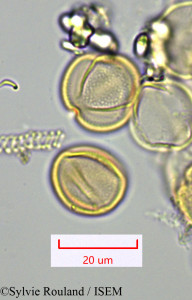 Sylvie.Rouland/Ilysanthes_paludosa_1536/Ilysanthes_paludosa_1536_0001(copy)_thumb.jpg