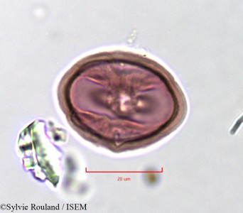 Indigofera aspera - lame n° 757