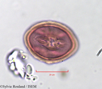 Indigofera aspera - lame n° 757