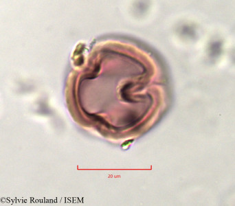 Indigofera aspera - lame n° 757