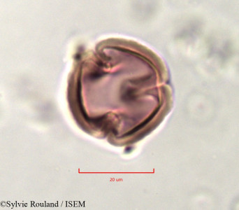 Indigofera aspera - lame n° 757